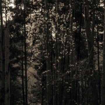 Francois Dillinger - Icosahedrone